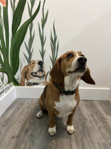 A dog that resembles a beagle sits and poses in front of a painting that resembles their face.